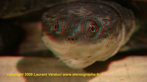 Tortue en relief